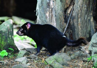 Saving the Tasmanian devil: if not by selective culling, then how?