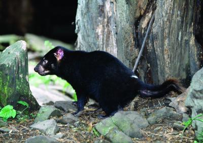 Tasmanian Devil