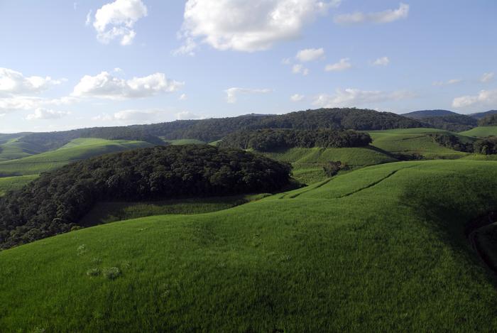 Sugarcane plantation