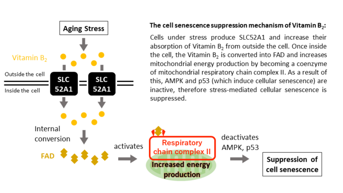 The cell senescence suppression mechanism of Vitamin B2