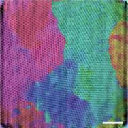 X-rays Reveal the Photonic Crystals in Butterfly