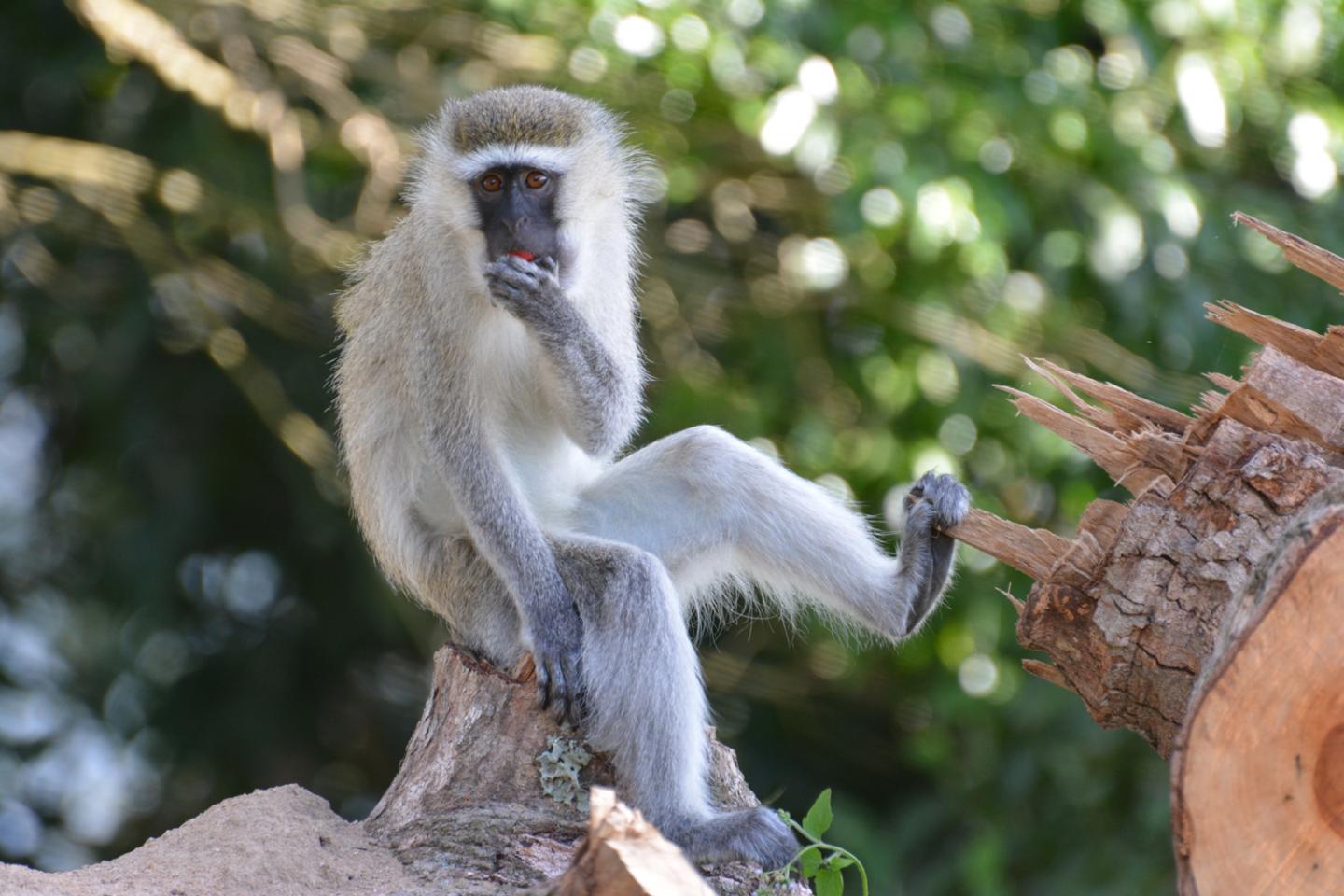 Vervet Monkeys Can Plan Their Foraging Routes Just Like Humans -- But Most Prefer Not To 