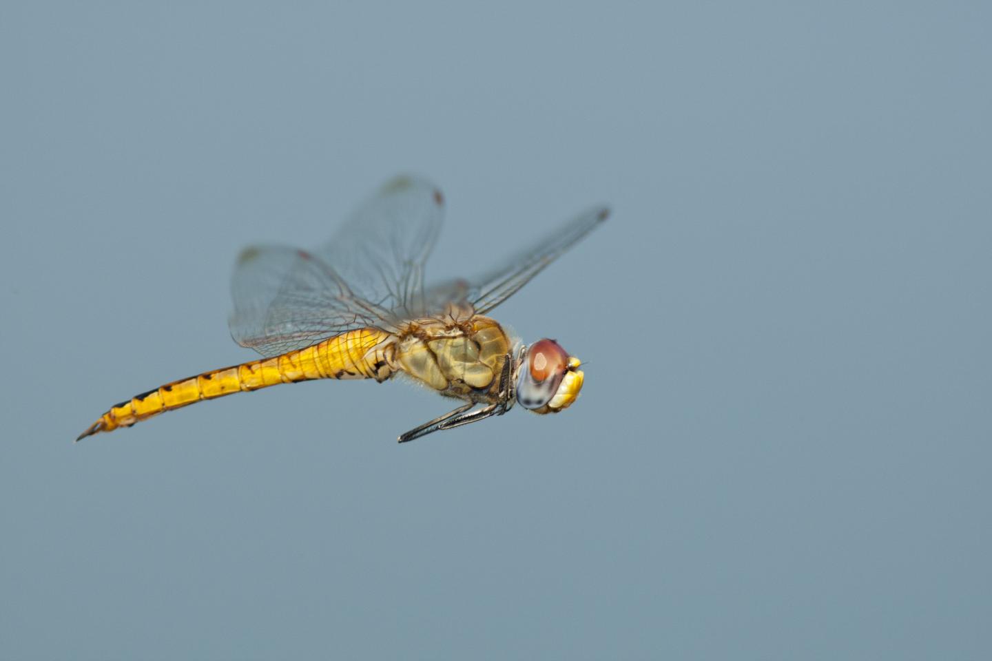 <i>Pantala flavescens</i> in Flight