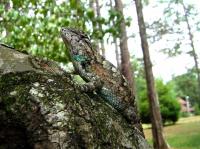 Female 'Bearded-Lady' Fence Lizard with Blue Coloration