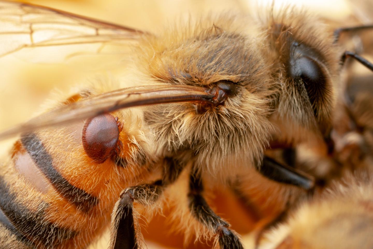 Varroa Mite