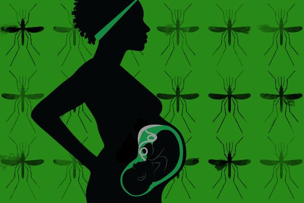 Malaria During Pregnancy Illustration