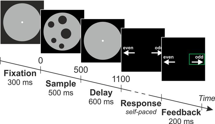 The study participants saw a set of dots