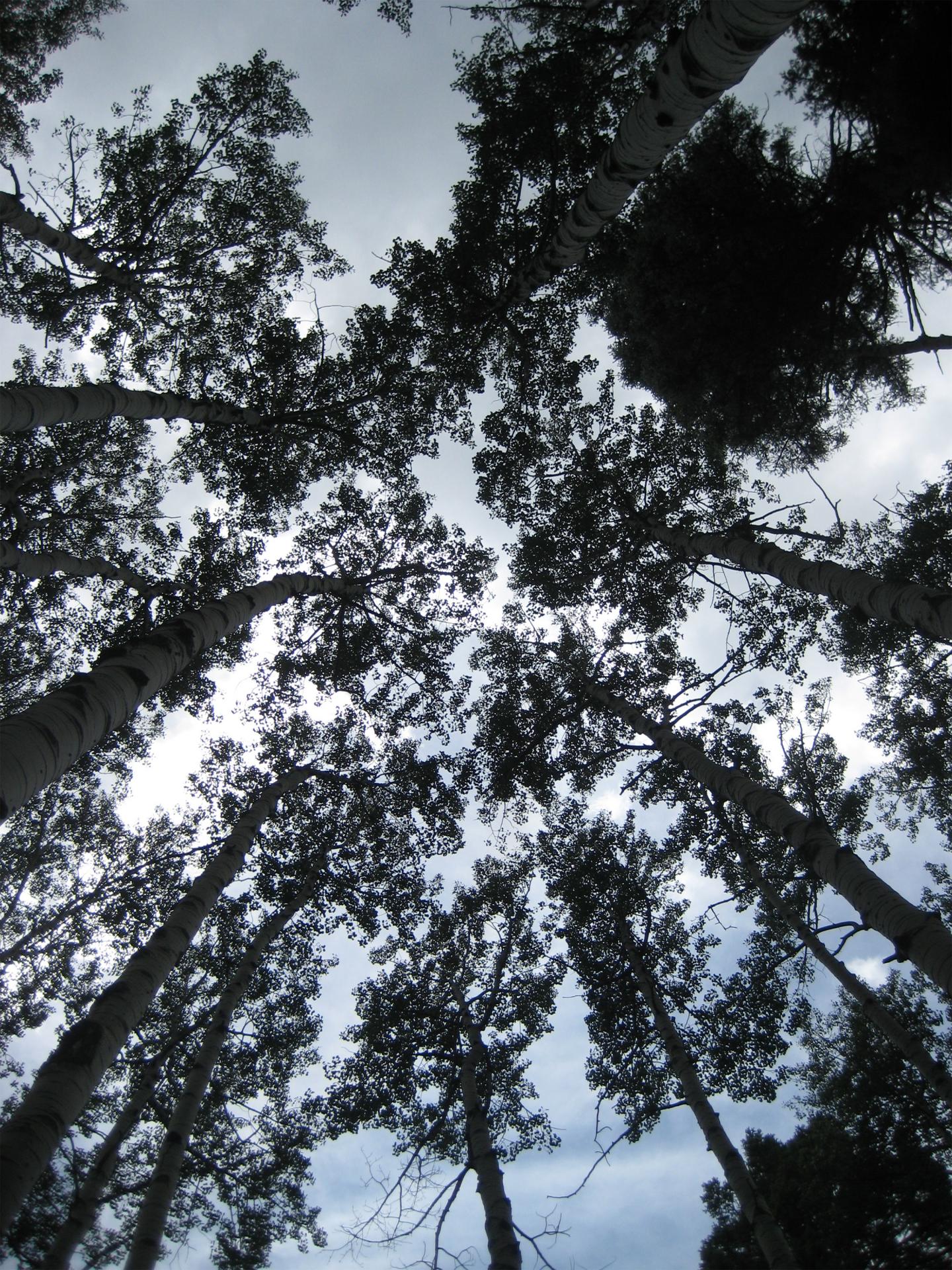 An aspen grove