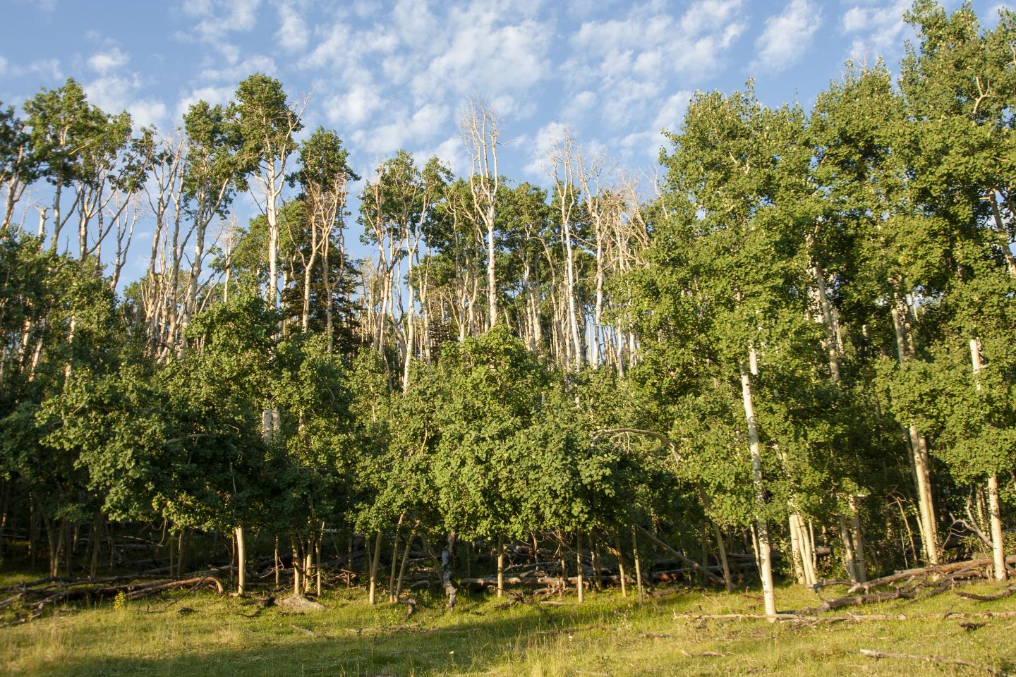 An Aspen Forest that Has Suffered Drought-Induced Dieback