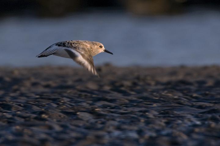 A Flying Sanderling