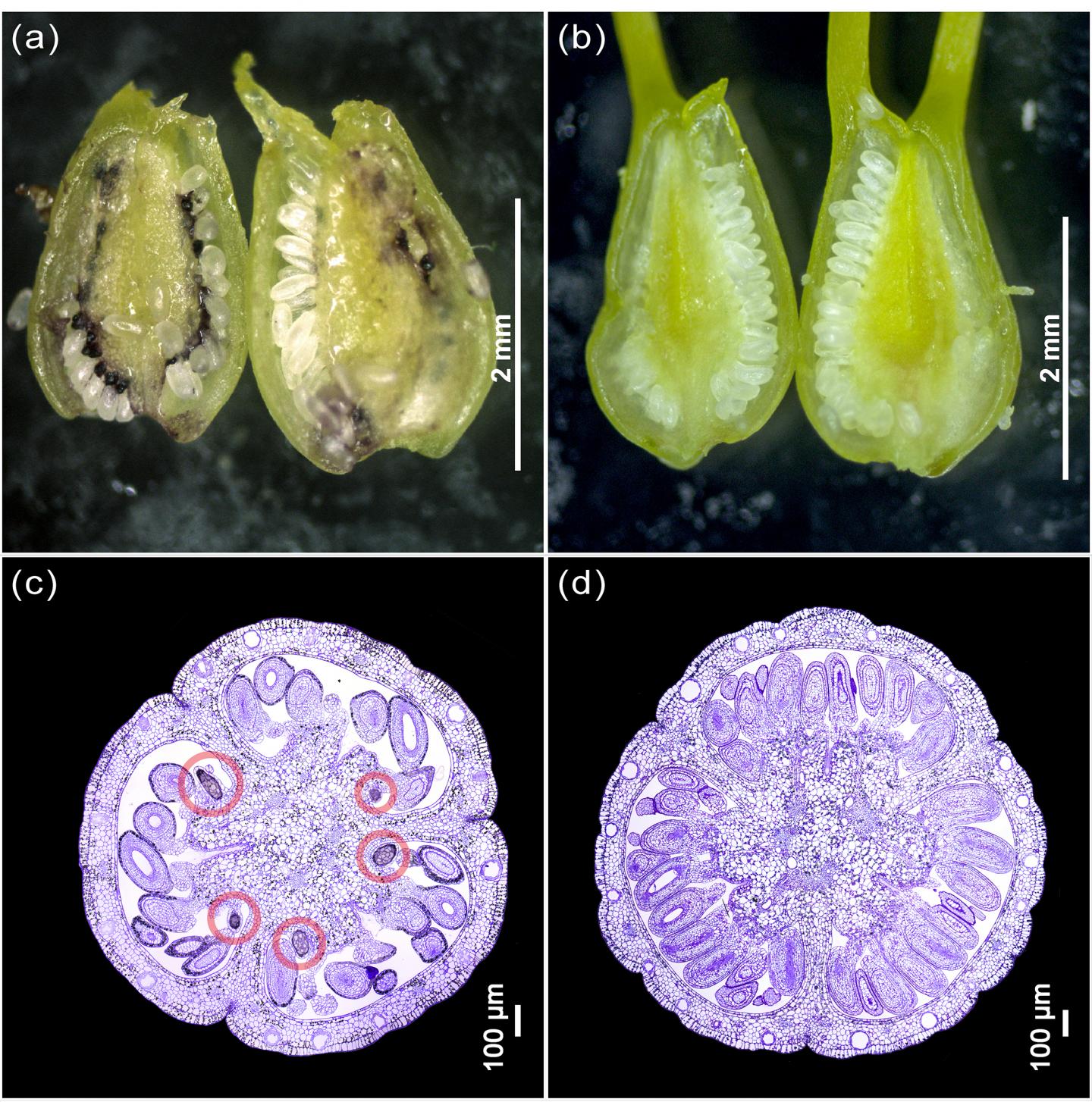 Contrasting Phenotypes on Which This Study Is Based