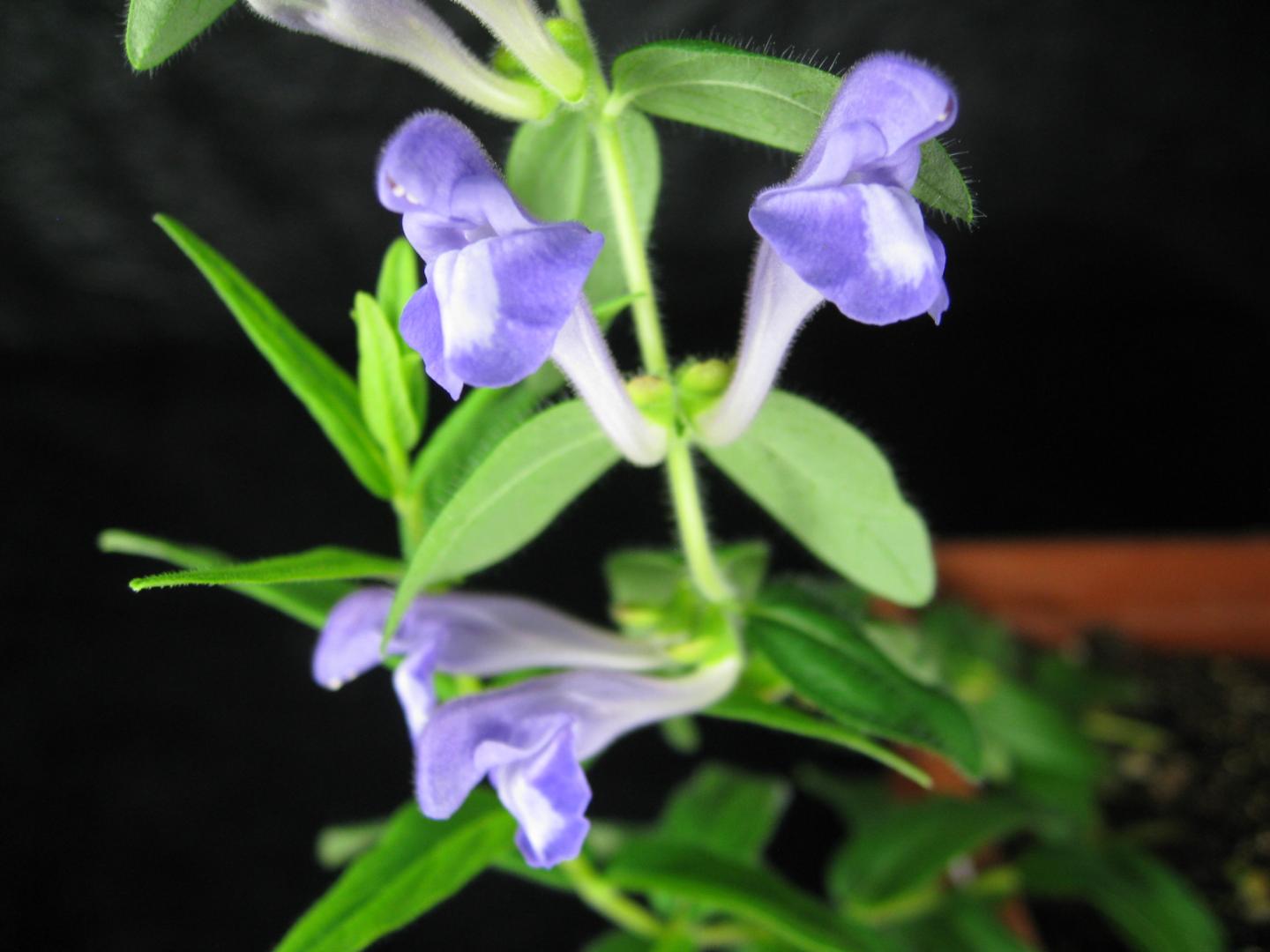 Chinese Medicinal Plant <em>Scutellaria</em>