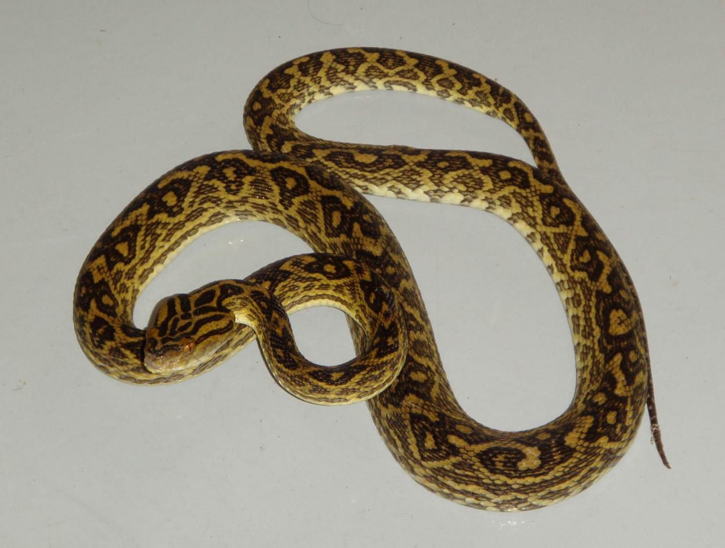 Okinawan Habu (<i>Protobothrops flavoviridis</i>)