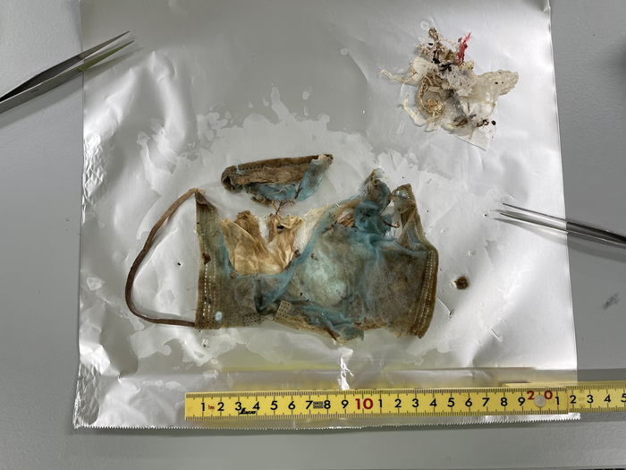 The face mask found in the feces of a green sea turtle