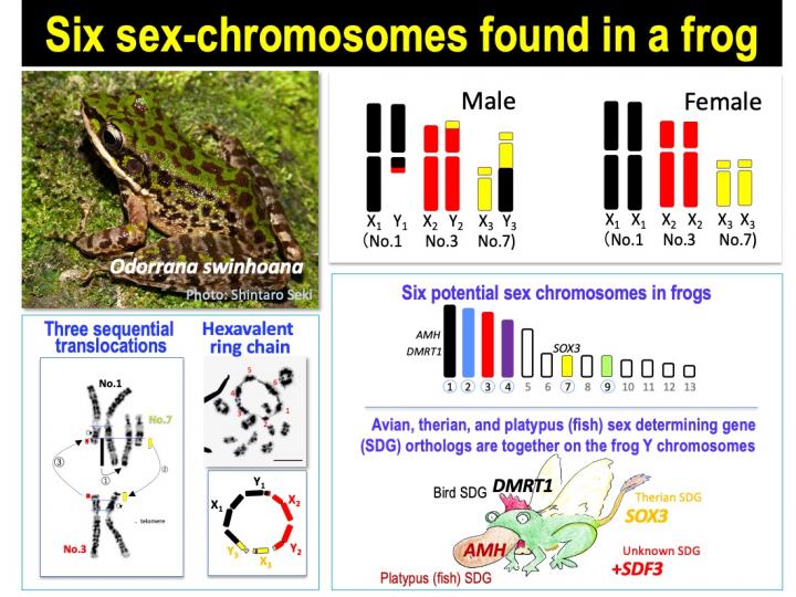 Frog Species With 6 Sex Chromosomes Offer New Eurekalert