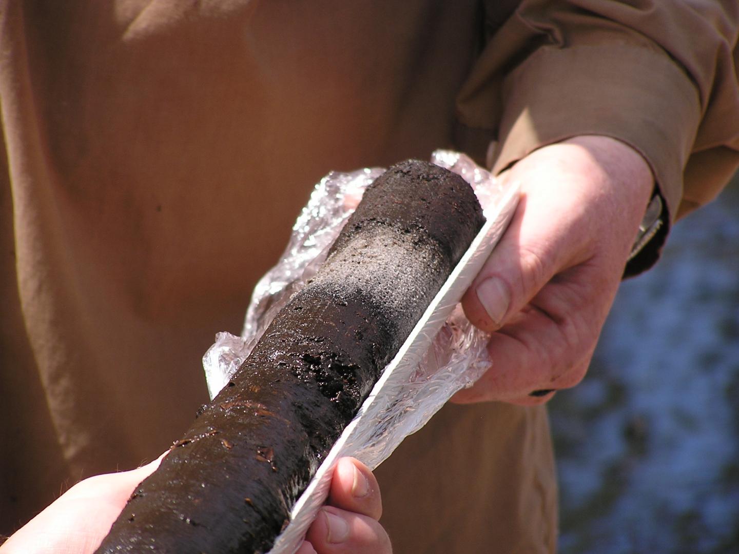Sediment Core Sample From Swallow Lagoon