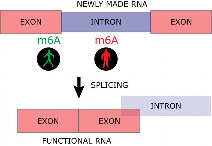 Newly Made RNA
