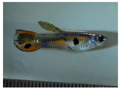 Male Guppy