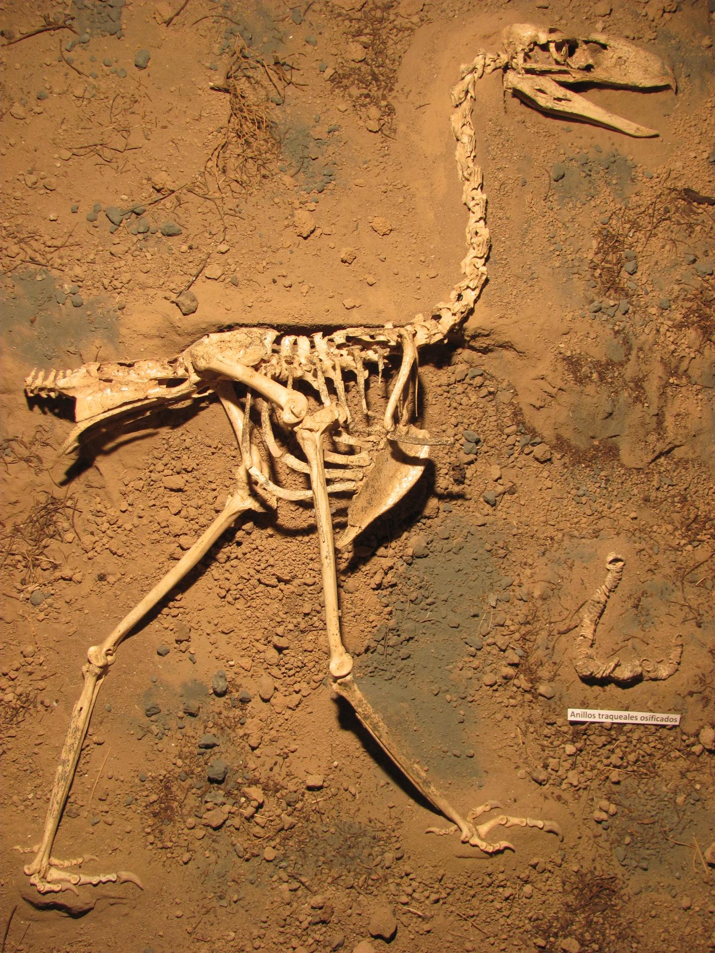 Skeleton of <i>Llallawavis scagliai</i>