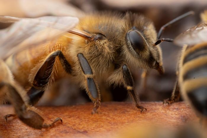 Bee close up