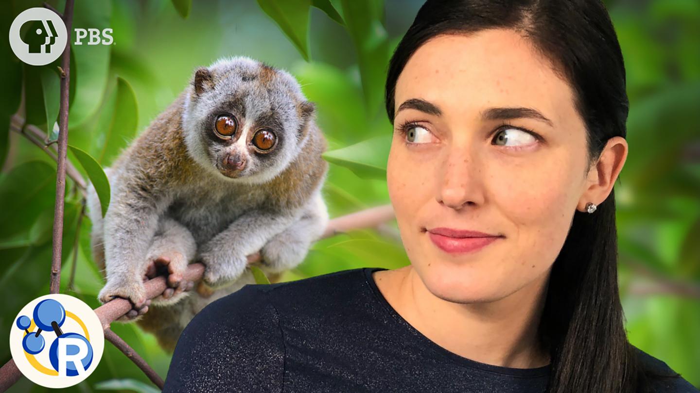What You Don't Know about These Cute Animals Could Harm You (Video)