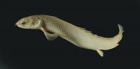 <I>Polypterus senegalus</I> (2 of 2)