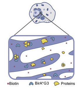 enzyme BirA*G3