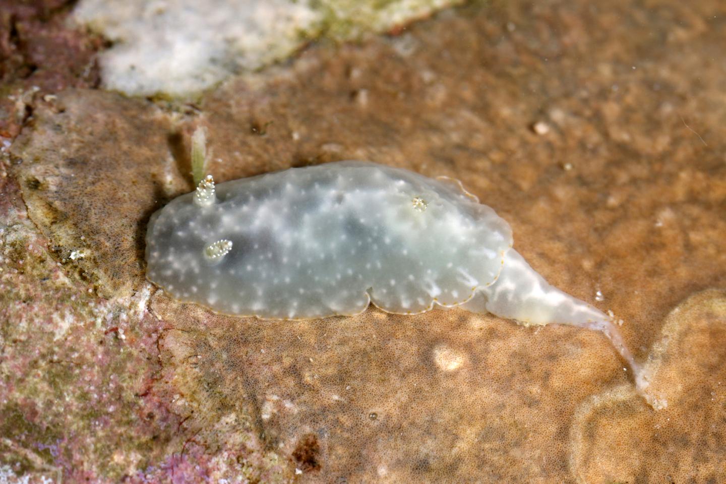 Chromodoris kalawakan
