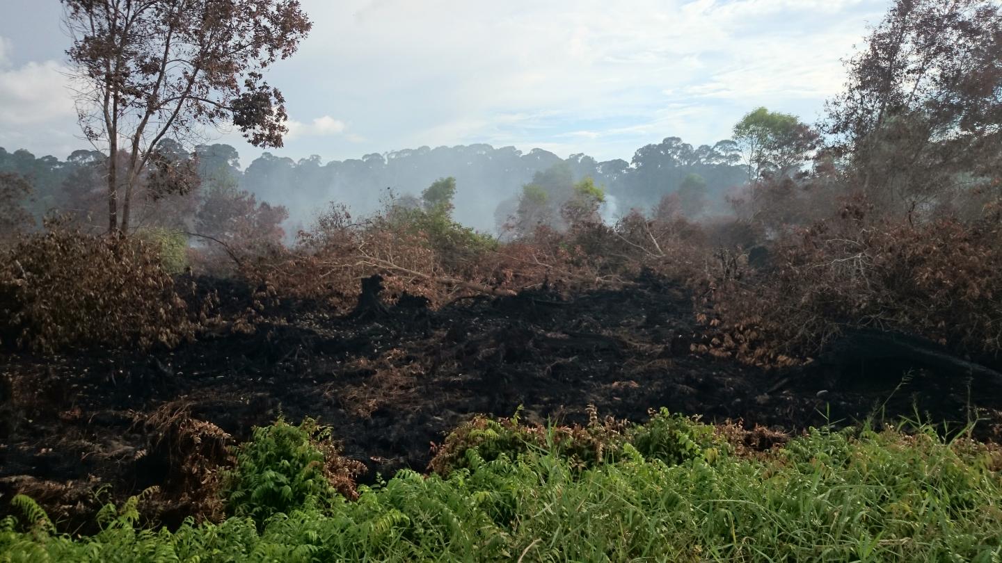 Indonesia Peatlands on Fire