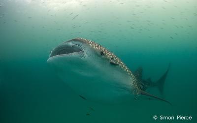 Whale Shark