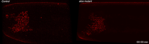 Successful and hindered cell invasion.