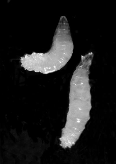 <i>Drosophila</i> larvae