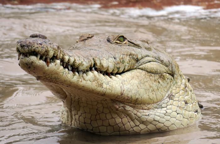 Female Orinoco crocodile