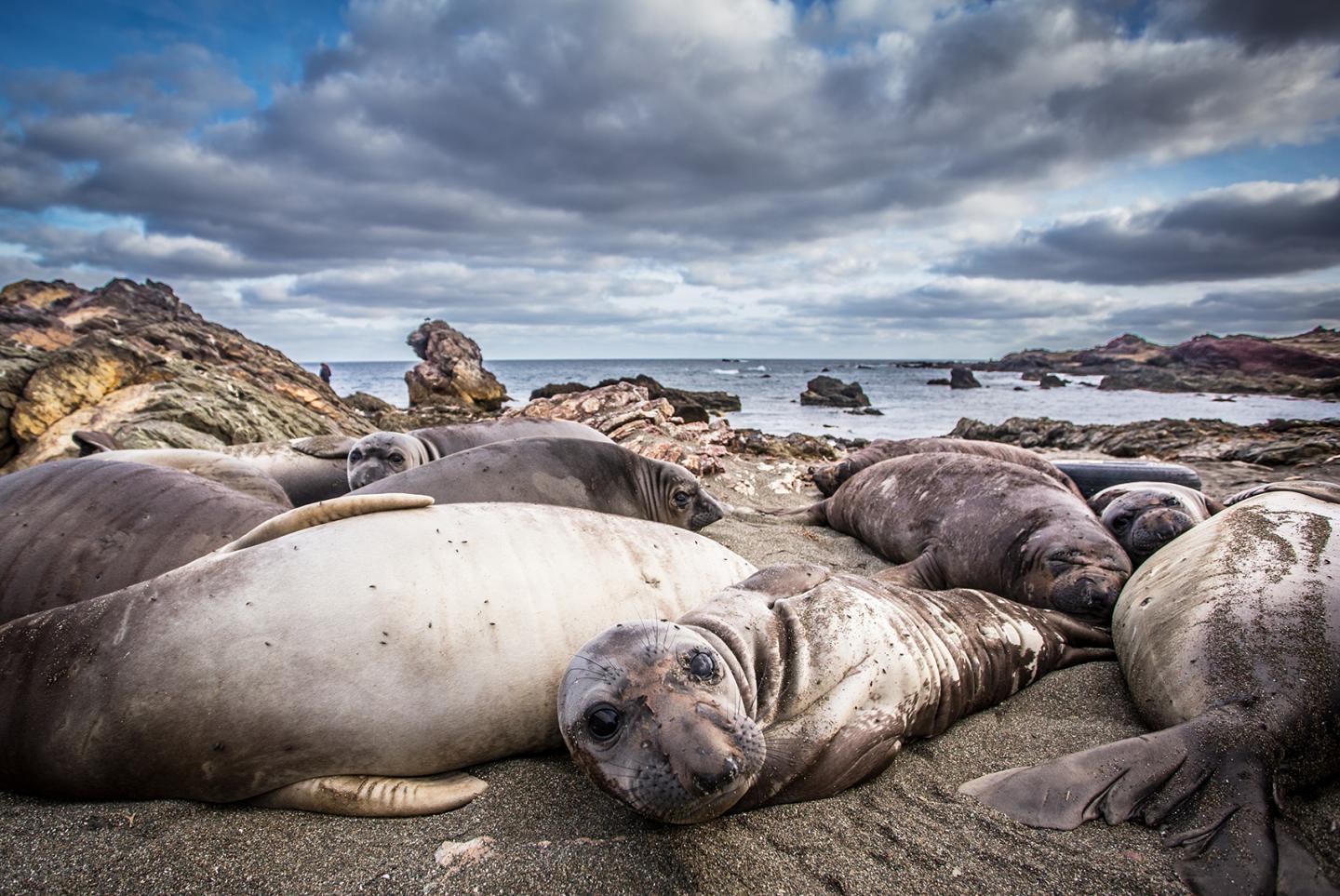 Northern Elephant Seal