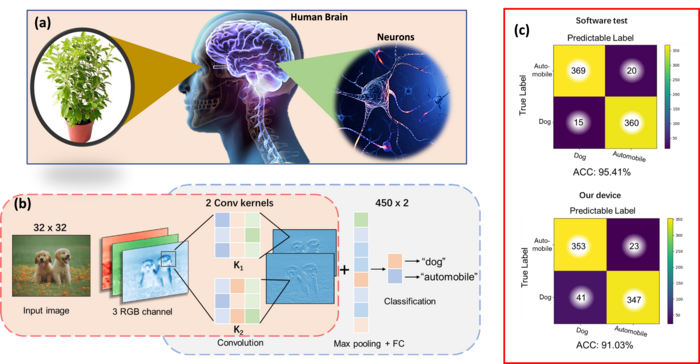 (a). Human visual perception system, (b). CNN model, and (c). The confusion matrix
