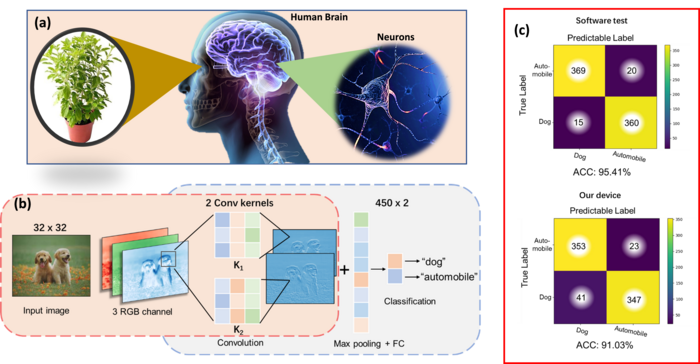 Artificial Visual Perception Nervous System U EurekAlert 