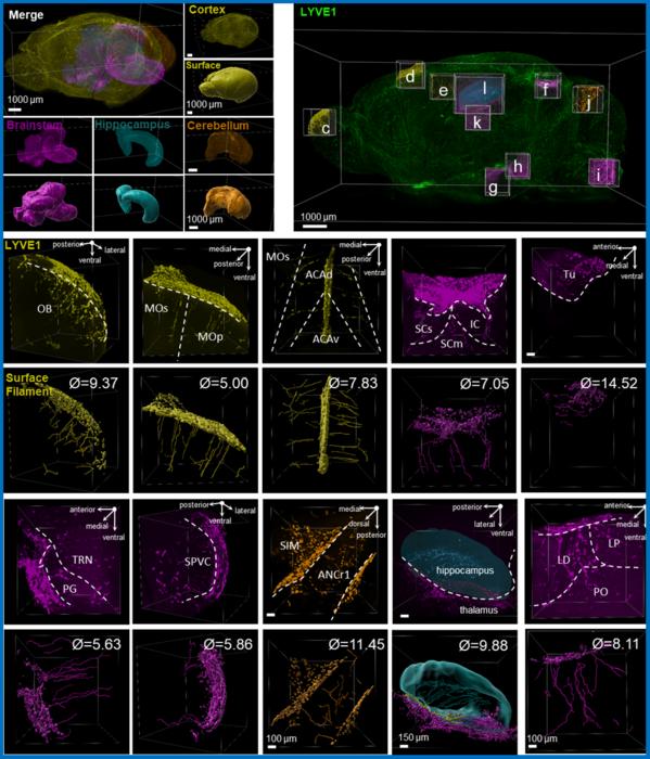 Fig. 3. Representative images from different brain regions showing the structural and functional aspects of deep brain lymphatic vessels analyzed by using light sheet whole-brain imaging.