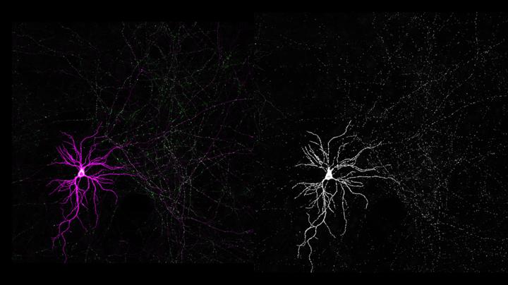 Synapses and Mitochondria