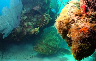 Goliath Grouper in the Dry Tortugas