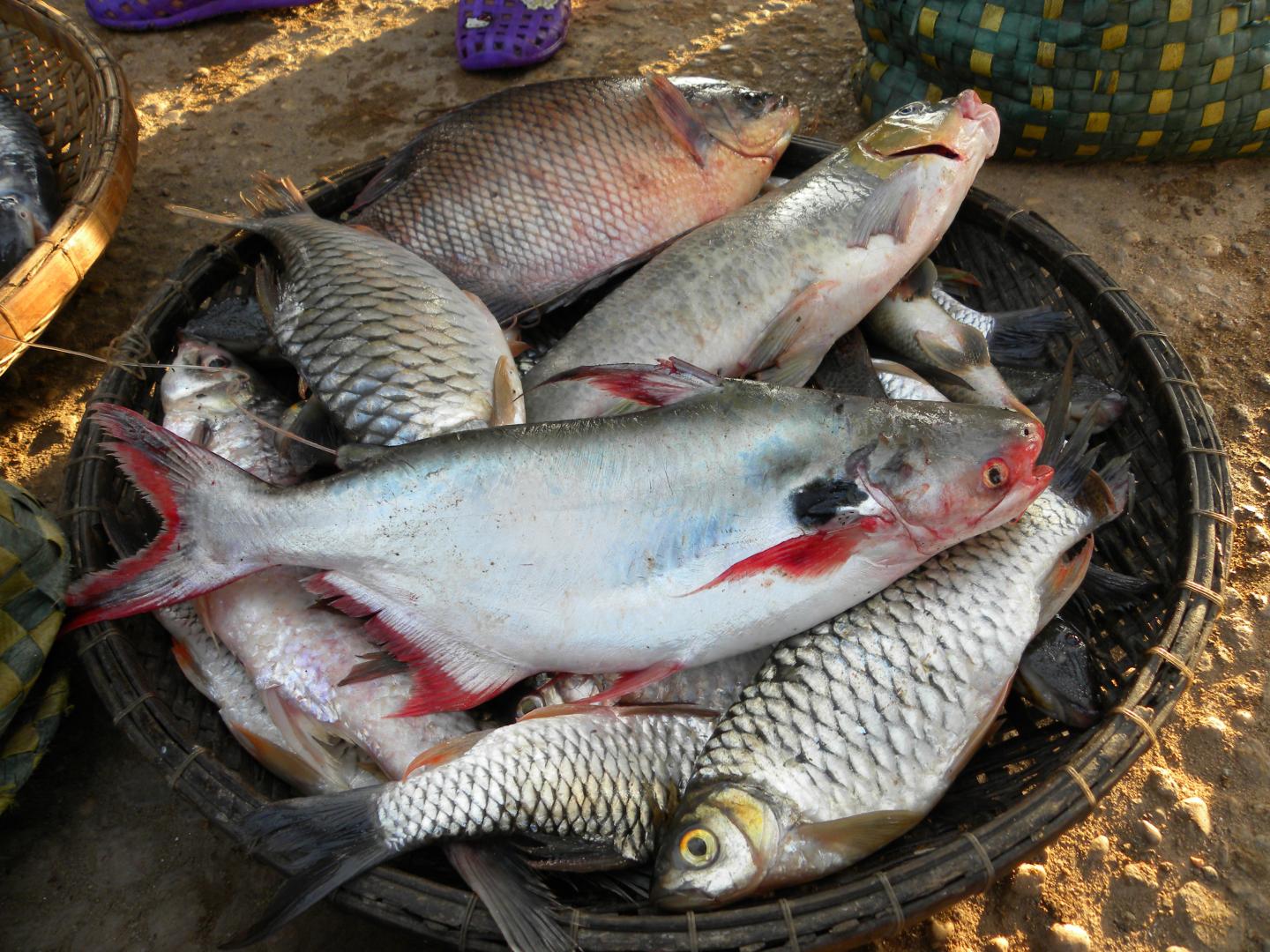 Paying for Hydro Energy With Tropical Biodiversity and Fisheries (1 of 3)