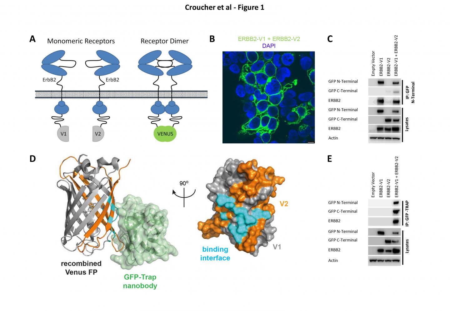 New method. Monomeric Proteins. Erbb4 dimer. Swap70 dimerisation inhibitor.