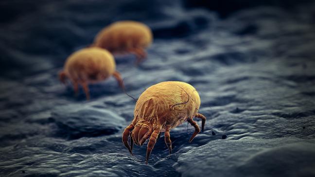 House Dust Mites