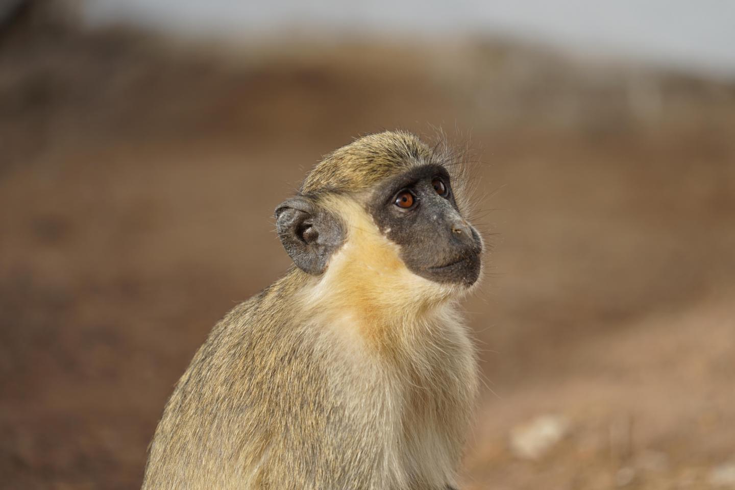 West African Green Monkey [IMAGE] | EurekAlert! Science News Releases