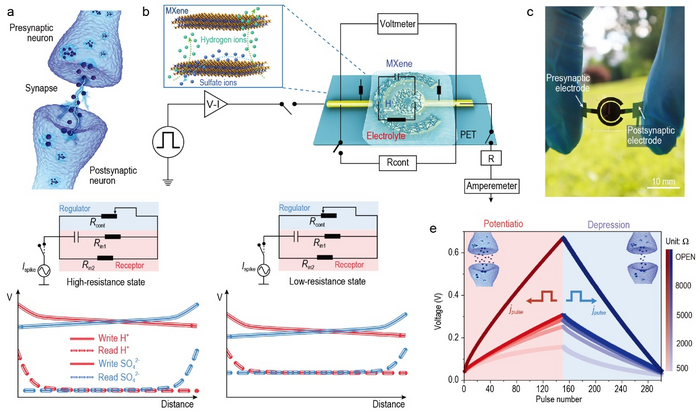 Human brain stimulated by artificial synaptic device