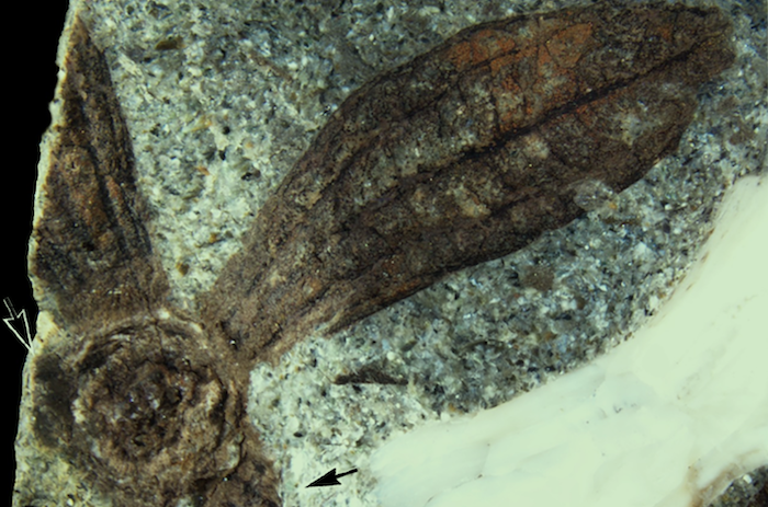 Ceratopetalum suciensis