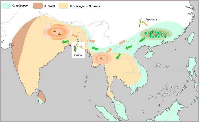 Hypothesized domestication centers of domesticated Asian rice.