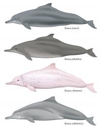 Humpback Dolphins