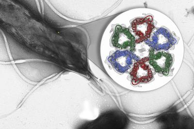 Urea Channels in <i>H. pylori</i>