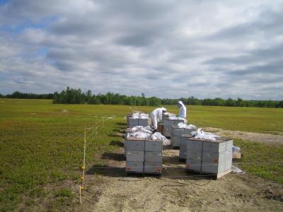 Researchers Track Farm Chemicals in Honey Bees' Pollen