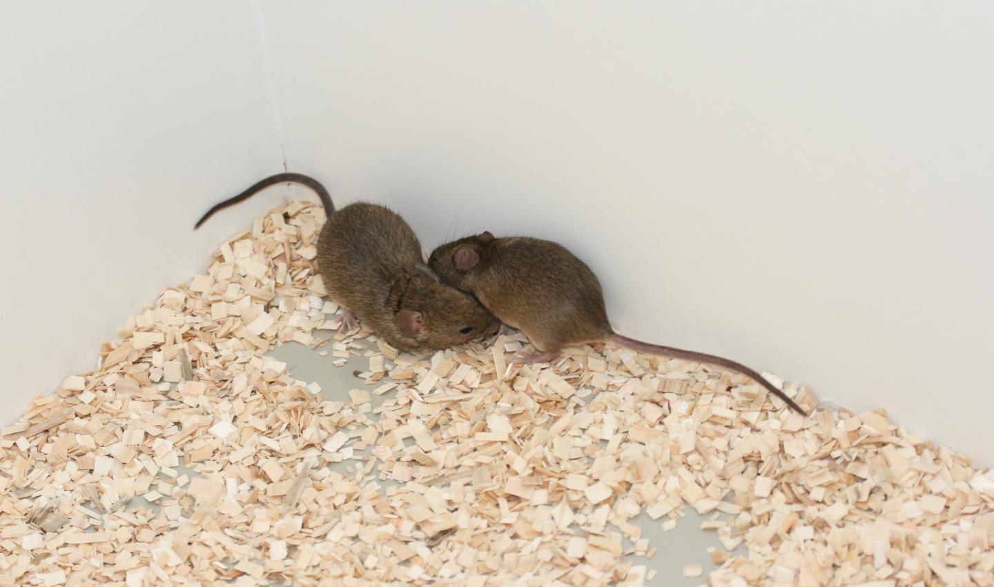 Polyandry of Female Mice